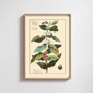 Art Print – Ilustração Botânica Coffea arabica