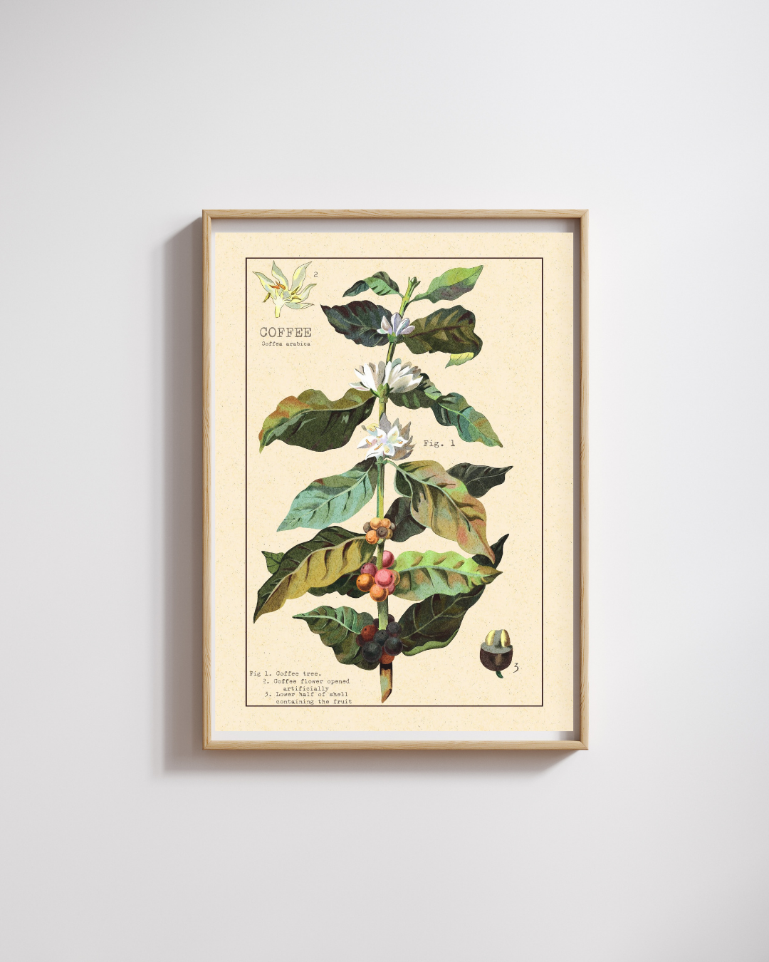 Art Print – Ilustração Botânica Coffea arabica