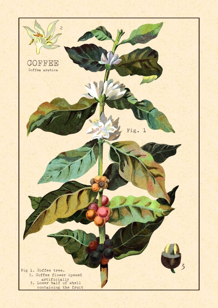 Ilustração Botânica: Coffea Arabica do Cerrado